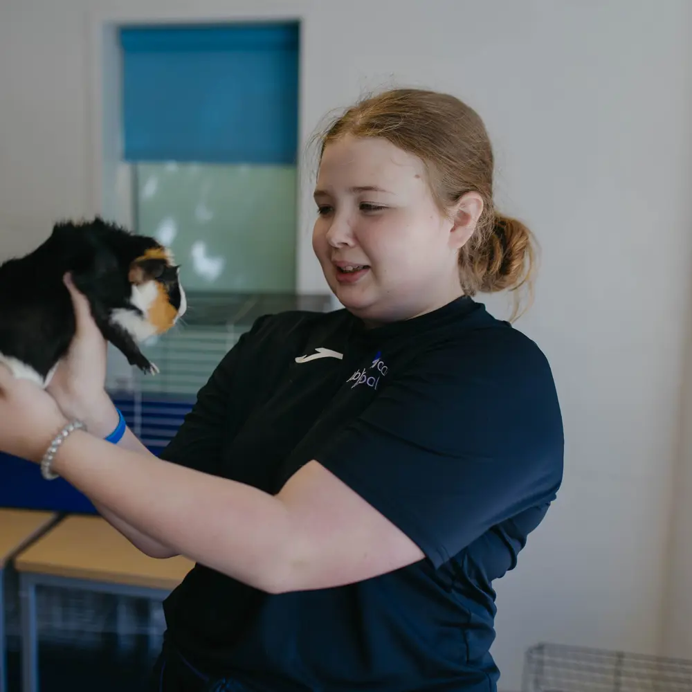 Girl holding a black, white and ginger guinea pig in a classroom at Abbeywood School