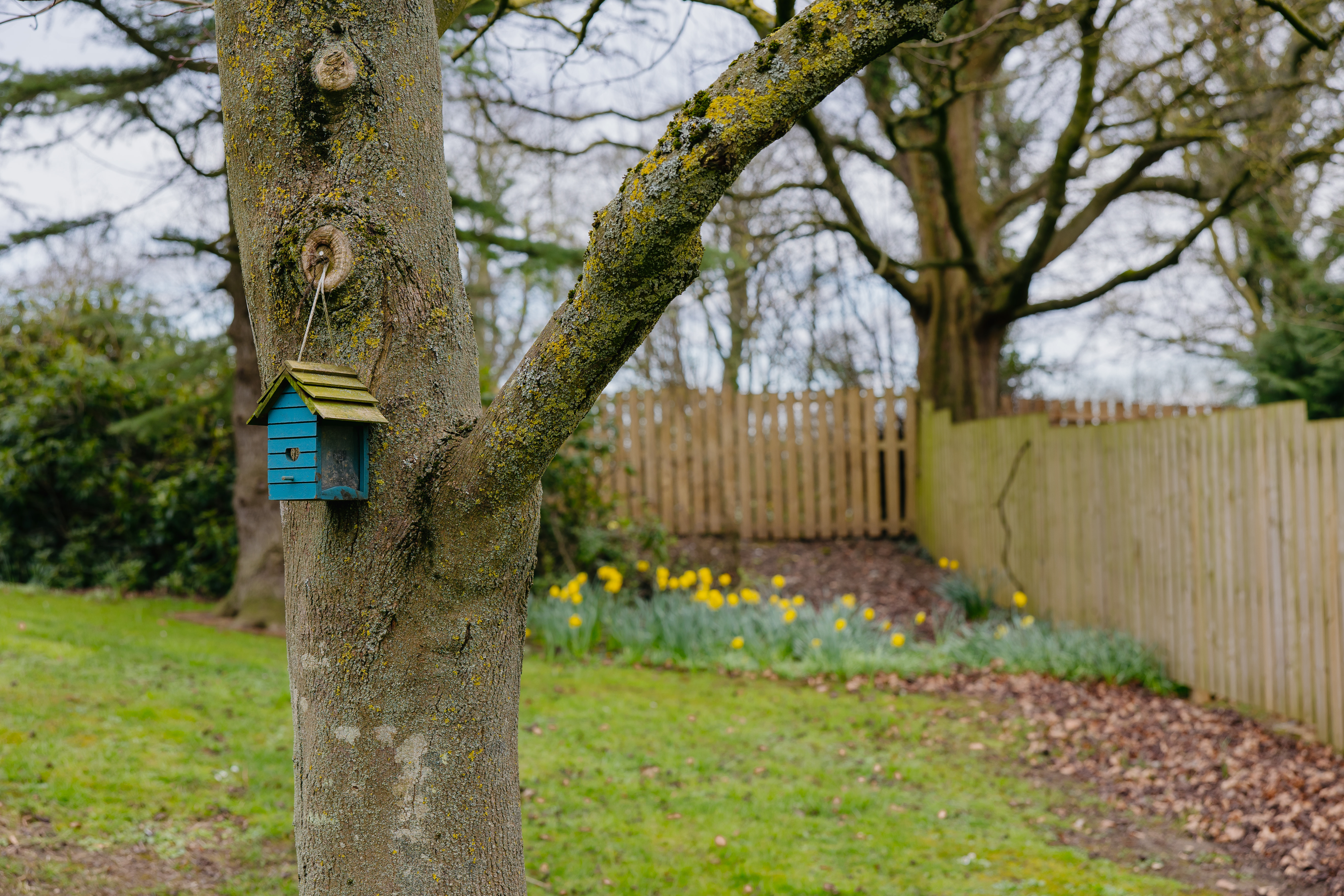 Wrenfield Learning Centre tree with birdhouse